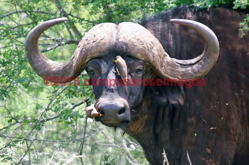 Buffalo, African 3