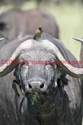 Buffalo, African 9